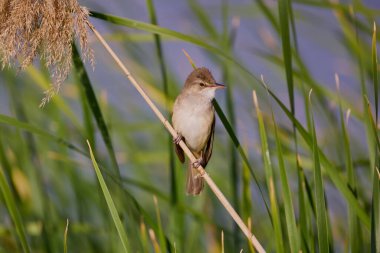 (Akrosefalus arundinaceus) bir gölün yanındaki sazlıkta duruyor..