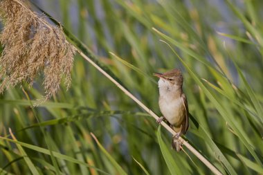 (Akrosefalus arundinaceus) bir gölün yanındaki sazlıkta duruyor..