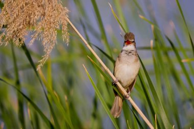 (Akrosefalus arundinaceus) bir gölün yanındaki sazlıkta duruyor..