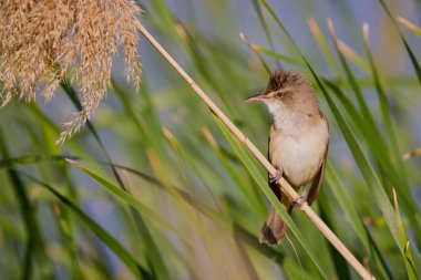 (Akrosefalus arundinaceus) bir gölün yanındaki sazlıkta duruyor..
