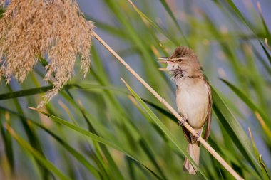 (Akrosefalus arundinaceus) bir gölün yanındaki sazlıkta duruyor..