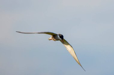 (Sterna Hirundo) Mavi gökyüzünde uçuyor.