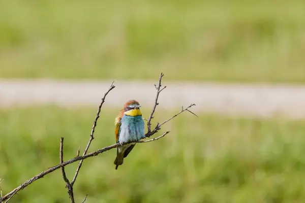 stock image (Merops apiaster) standing on a tree branch