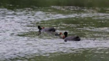 4k, (Fulica atra) göldeki piliçlerle.
