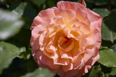 Güzel bir gülle yaklaş.