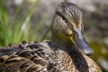 Bir bahar günü yanında civcivler olan vahşi bir ördekle yakınlaşmak..