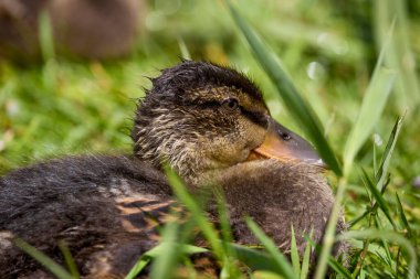 Bir bahar günü yanında civcivler olan vahşi bir ördekle yakınlaşmak..