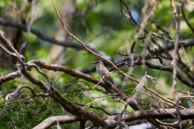 Ağacın dalları arasında küçük bir kuş.