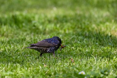Otların arasında yiyecek arayan bir sığırcık..