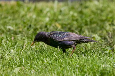 Otların arasında yiyecek arayan bir sığırcık..
