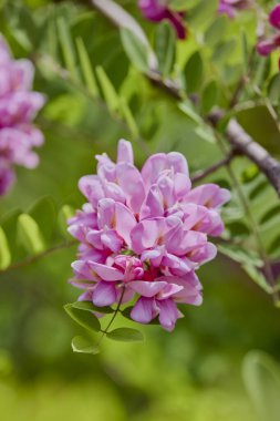 Pembe Acacia çiçeği-Robinia Hispida