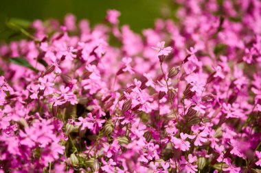 Parktaki güzel renkli çiçeklerle kapat..