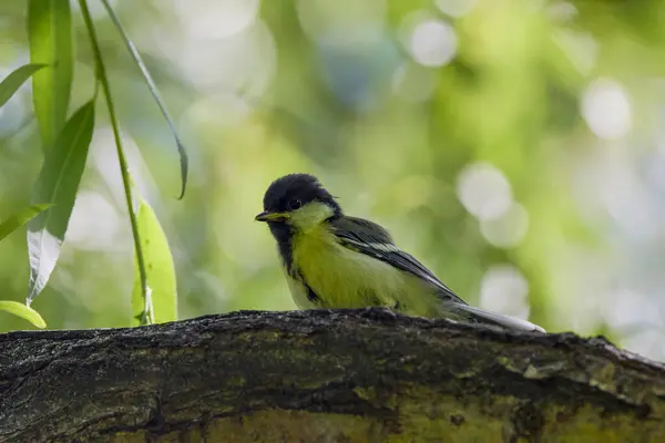 stock image a (Parus major) on a tree trunk.