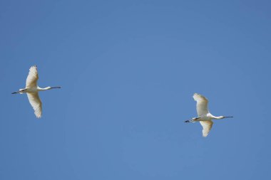 (Platalea leucorodia) in flight in the blue sky.