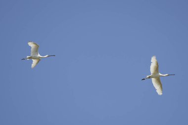 (Platalea leucorodia) in flight in the blue sky.
