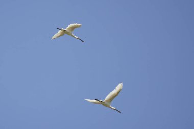 (Platalea leucorodia) in flight in the blue sky.