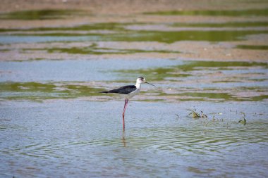 Himantopus himantopus, sits by a lake