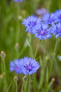 Bahar ormanında yabani bir çiçek