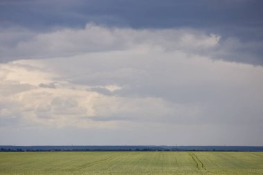 Bulutlu gökyüzü olan bir tarım buğday tarlası..