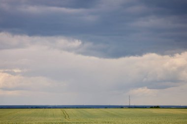 Bulutlu gökyüzü olan bir tarım buğday tarlası..