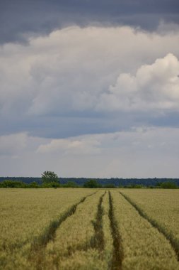 Bulutlu gökyüzü olan bir tarım buğday tarlası..