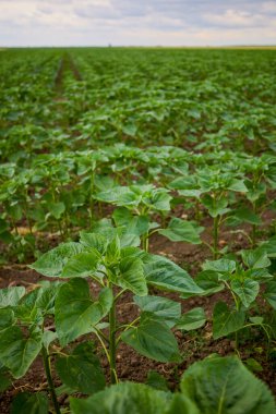 Genç bir ayçiçeği ekiniyle manzara