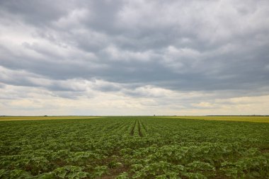 Genç bir ayçiçeği ekiniyle manzara