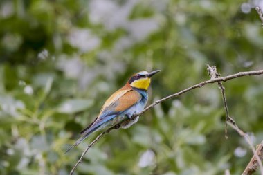(Bir akasyanın dalında merops apiaster).