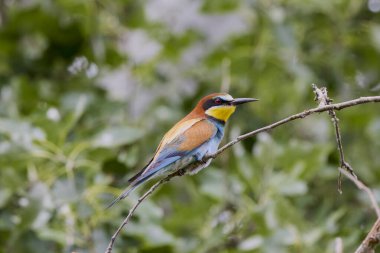 (Bir akasyanın dalında merops apiaster).