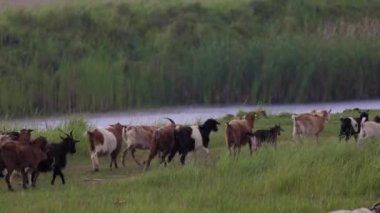 4 bin keçi ve koyun sürüsüyle yağmurda yürüyor..