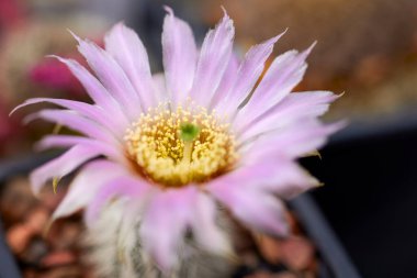 Bulanık bir arkaplanda farklı türlerin kaktüsleriyle güzel bir görüntü.
