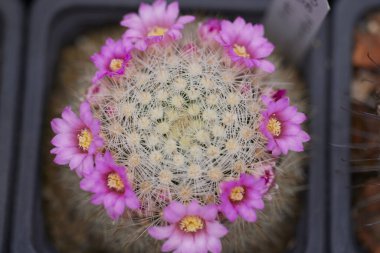 Bulanık bir arkaplanda farklı türlerin kaktüsleriyle güzel bir görüntü.