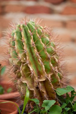 Bulanık bir arkaplanda farklı türlerin kaktüsleriyle güzel bir görüntü.