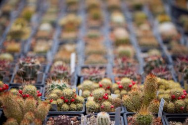 Bulanık bir arkaplanda farklı türlerin kaktüsleriyle güzel bir görüntü.