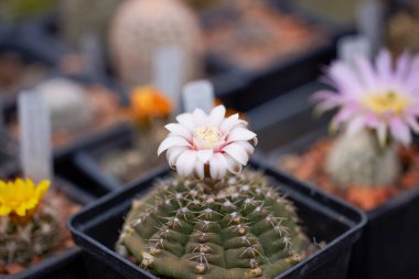 Bulanık bir arkaplanda farklı türlerin kaktüsleriyle güzel bir görüntü.
