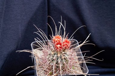 Bulanık bir arkaplanda farklı türlerin kaktüsleriyle güzel bir görüntü.