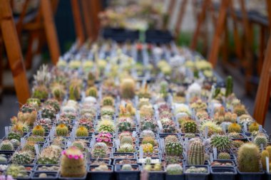 Bulanık bir arkaplanda farklı türlerin kaktüsleriyle güzel bir görüntü.