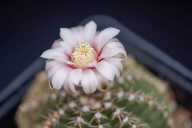 Bulanık bir arkaplanda farklı türlerin kaktüsleriyle güzel bir görüntü.