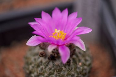 Bulanık bir arkaplanda farklı türlerin kaktüsleriyle güzel bir görüntü.