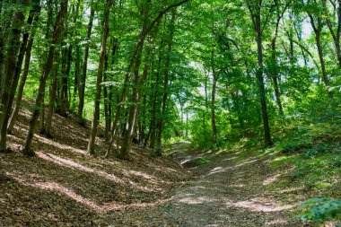 Güneşli bir yaz gününde ormanlı bir manzara