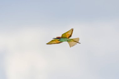 (Mavi gökyüzünde uçarken merops apiaster.