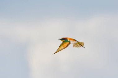 (Mavi gökyüzünde uçarken merops apiaster.