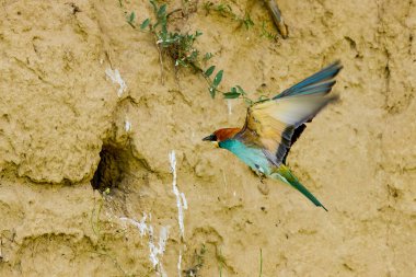 (Yuvanın yanında duran merops apiaster.