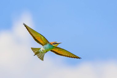 (Mavi gökyüzünde uçarken merops apiaster.