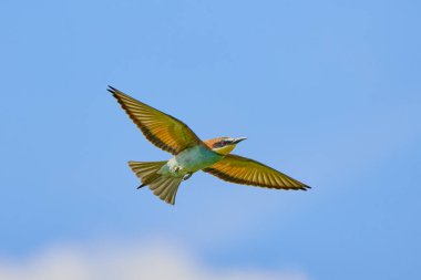 (Mavi gökyüzünde uçarken merops apiaster.