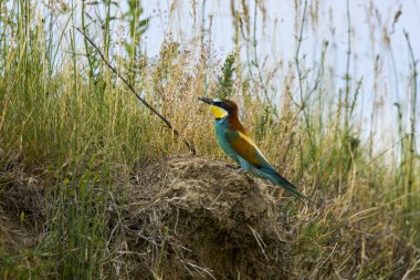 (Yuvanın yanında duran merops apiaster.