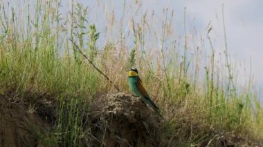 4k, (Merops apiaster) yuvanın yanında duruyor.