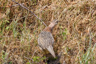 (Phasanius Colchicus) Sahada kamufle olmuş bir dişi.