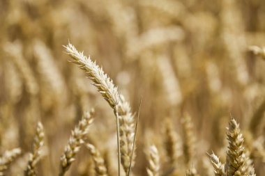 Zirai mahsulün kulaklarıyla kapatın.