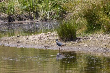 (Bir gölün kenarında duran Vanellus Vanellus